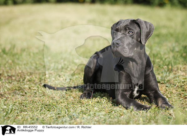 Antikdogge Puppy / RR-45552