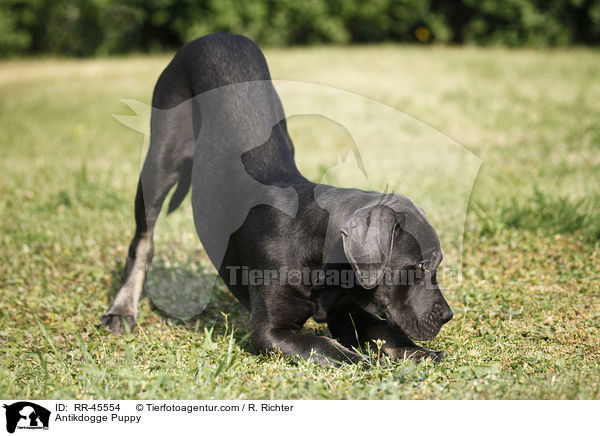 Antikdogge Puppy / RR-45554