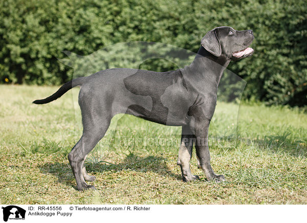 Antikdogge Puppy / RR-45556