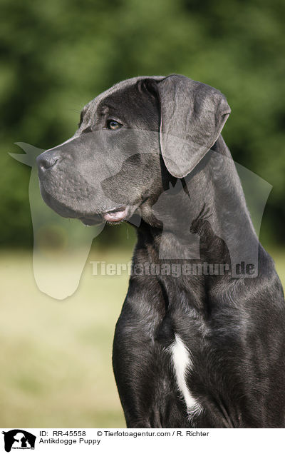 Antikdogge Puppy / RR-45558