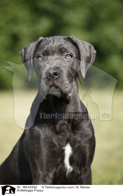 Antikdogge Puppy / RR-45560