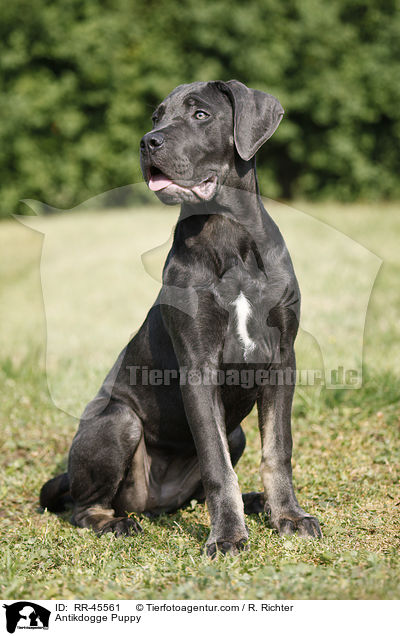 Antikdogge Puppy / RR-45561