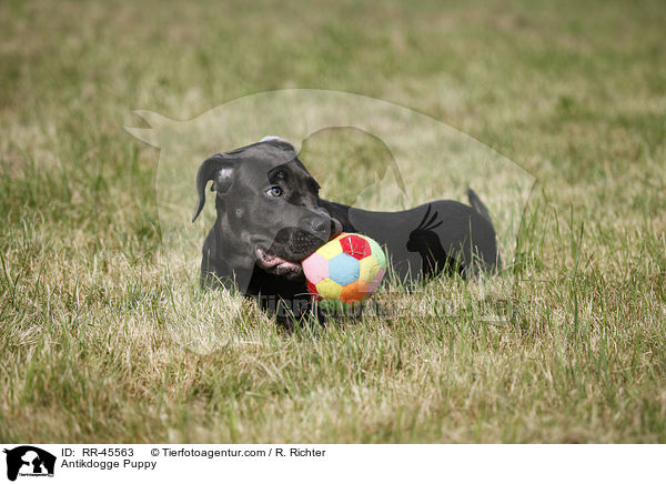 Antikdogge Puppy / RR-45563