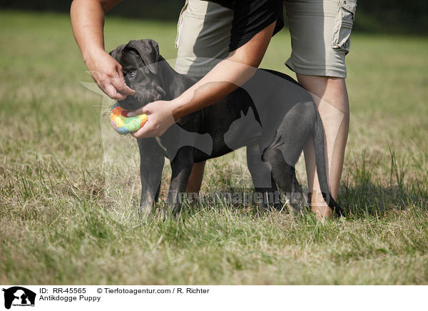 Antikdogge Puppy / RR-45565