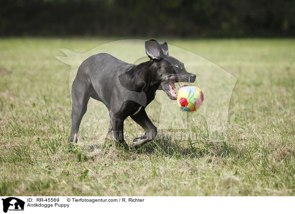Antikdogge Puppy / RR-45569