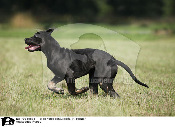 Antikdogge Puppy / RR-45571