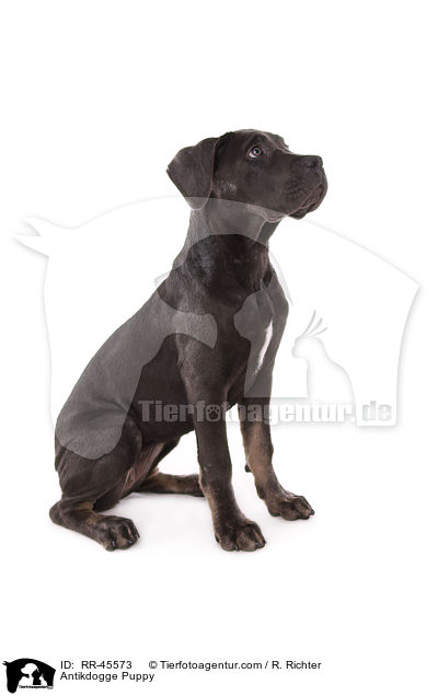 Antikdogge Puppy / RR-45573