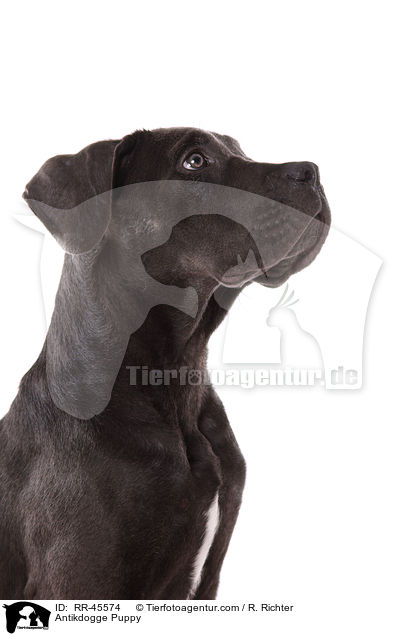 Antikdogge Puppy / RR-45574