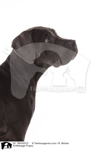 Antikdogge Puppy / RR-45575
