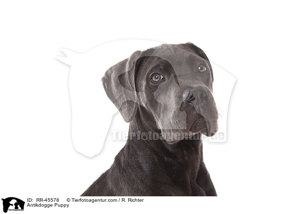 Antikdogge Puppy / RR-45578