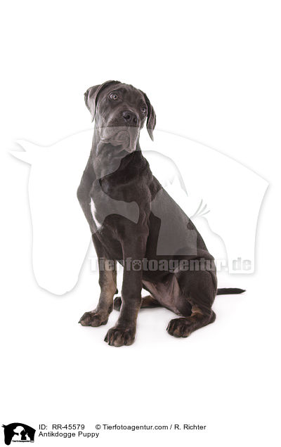 Antikdogge Puppy / RR-45579