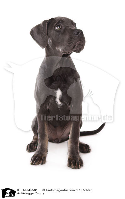 Antikdogge Puppy / RR-45581