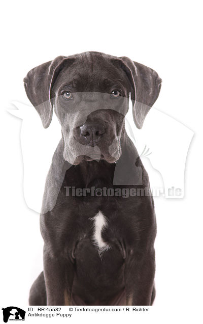 Antikdogge Puppy / RR-45582