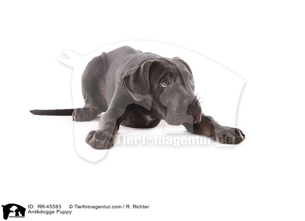 Antikdogge Puppy / RR-45583