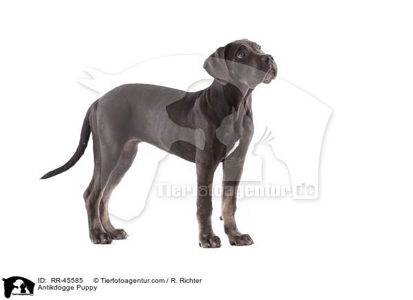 Antikdogge Puppy / RR-45585