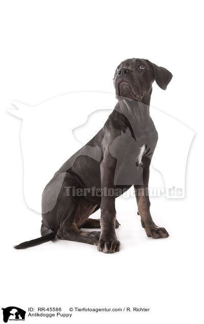 Antikdogge Puppy / RR-45586
