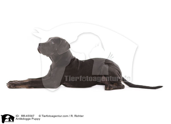 Antikdogge Puppy / RR-45587