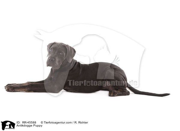 Antikdogge Puppy / RR-45588