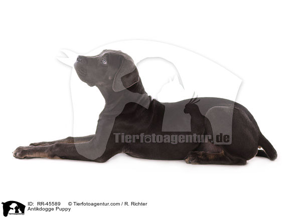 Antikdogge Puppy / RR-45589