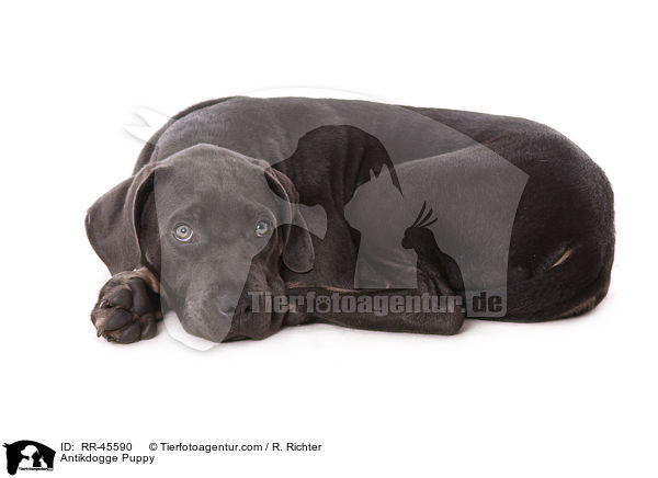 Antikdogge Puppy / RR-45590