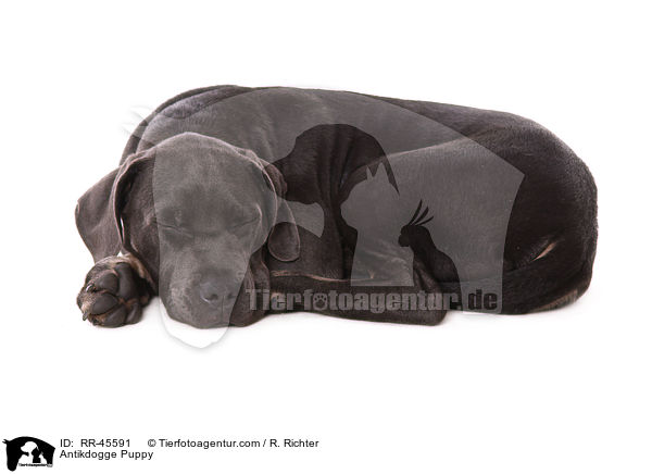 Antikdogge Puppy / RR-45591