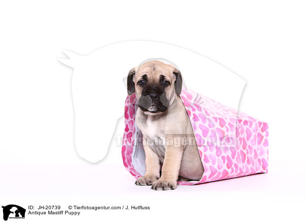 Antique Mastiff Puppy / JH-20739