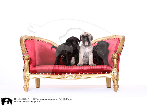 Antikdogge Welpen / Antique Mastiff Puppies / JH-20743