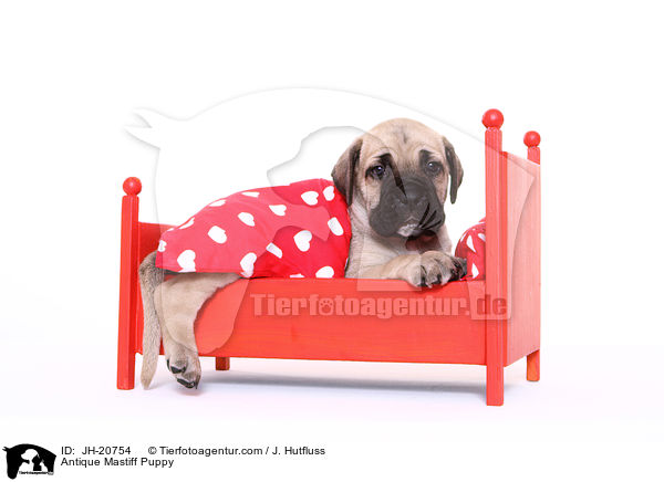 Antikdogge Welpe / Antique Mastiff Puppy / JH-20754