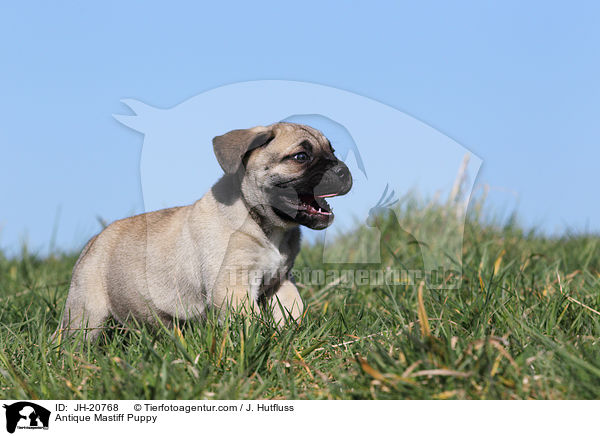 Antique Mastiff Puppy / JH-20768