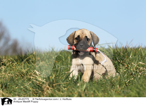 Antikdogge Welpe / Antique Mastiff Puppy / JH-20775