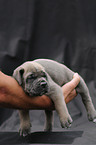 Antikdoggen puppy