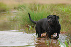 bathing Antikdogge