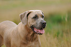 Antique Dogge Portrait