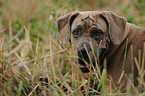 Antique Dogge Portrait