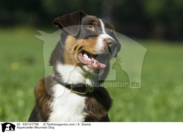 Appenzeller Sennenhund / Appenzeller Mountain Dog / SST-01758