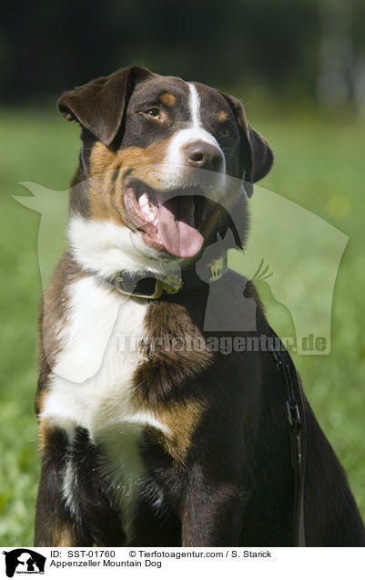 Appenzeller Sennenhund / Appenzeller Mountain Dog / SST-01760