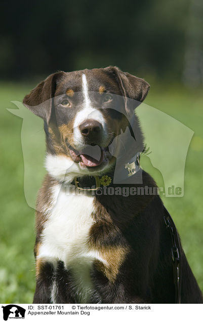 Appenzeller Sennenhund / Appenzeller Mountain Dog / SST-01761