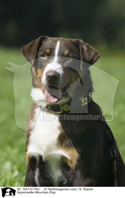 Appenzeller Sennenhund / Appenzeller Mountain Dog / SST-01762