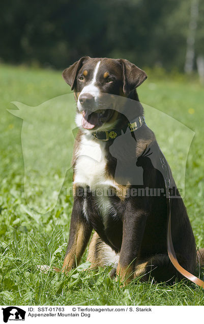 Appenzeller Sennenhund / Appenzeller Mountain Dog / SST-01763