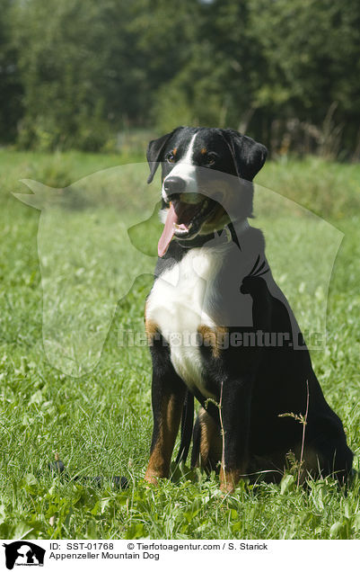 Appenzeller Sennenhund / Appenzeller Mountain Dog / SST-01768