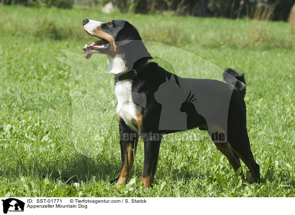 Appenzeller Sennenhund / Appenzeller Mountain Dog / SST-01771