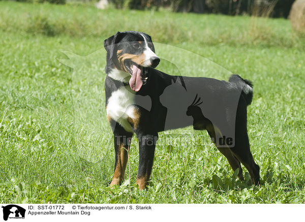 Appenzeller Sennenhund / Appenzeller Mountain Dog / SST-01772
