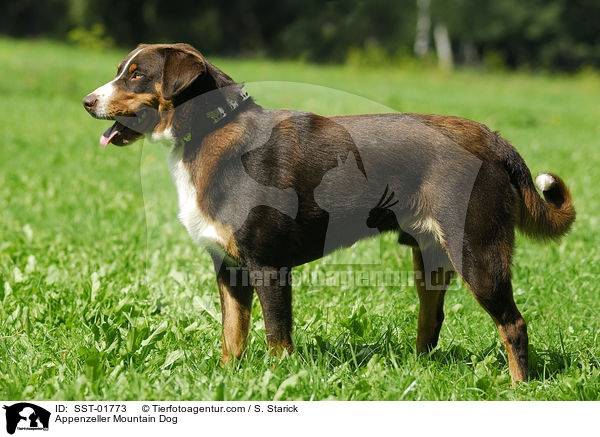 Appenzeller Sennenhund / Appenzeller Mountain Dog / SST-01773