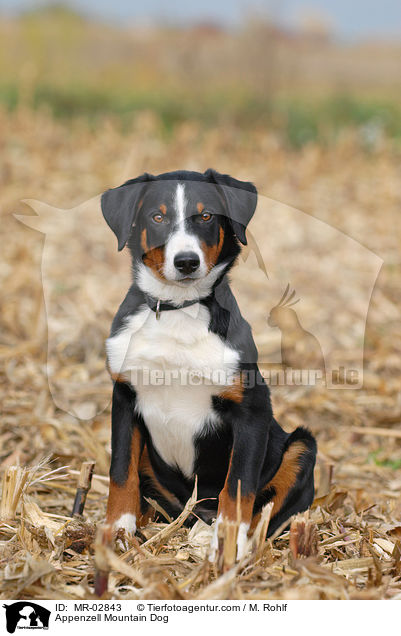Appenzeller Sennenhund / Appenzell Mountain Dog / MR-02843