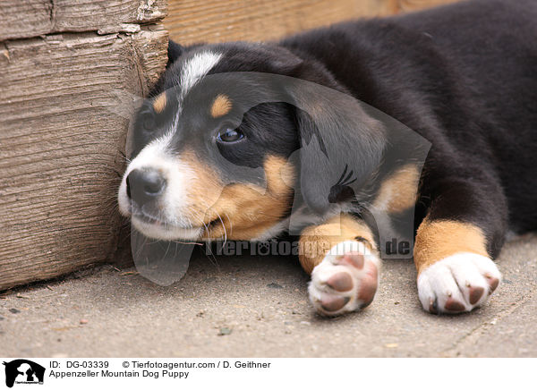 Appenzeller Mountain Dog Puppy / DG-03339