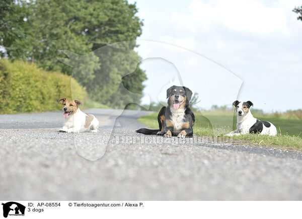 3 dogs / AP-08554