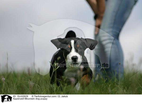 Appenzell Mountain dog puppy / DJ-02829