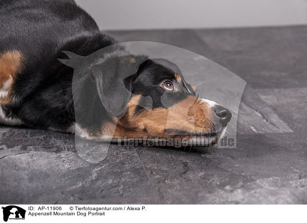 Appenzell Mountain Dog Portrait / AP-11906