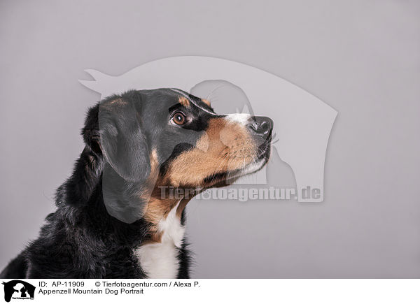 Appenzell Mountain Dog Portrait / AP-11909