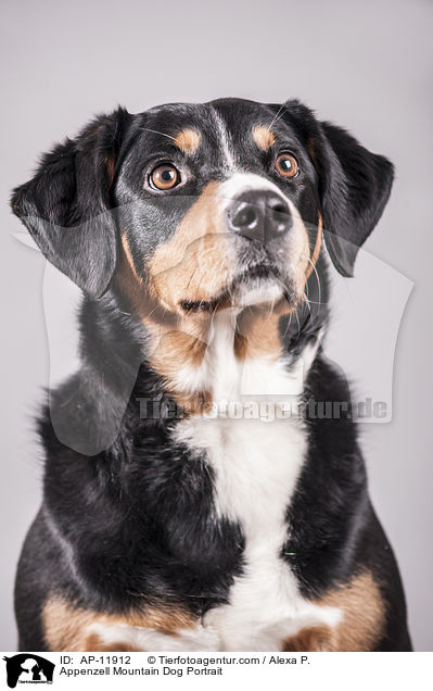 Appenzell Mountain Dog Portrait / AP-11912